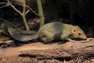 Squirrel (Scandentia), adult, foraging, alert, Southeast Asia Asia