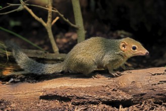 Squirrel (Scandentia), adult, foraging, alert, Southeast Asia Asia