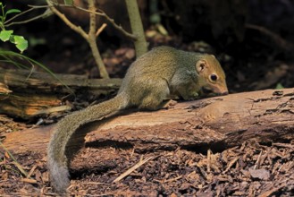 Squirrel (Scandentia), adult, foraging, alert, Southeast Asia Asia