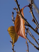 Two colourful leaves on a branch in front of a clear blue sky in autumn, Borken, Münsterland,