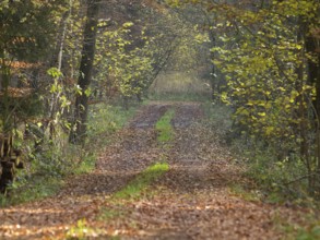 Foliage-covered path through an autumn forest, Borken, Münsterland, Germany