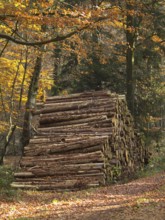 Woodpile next to an autumnal forest path, Borken, Münsterland, Germany