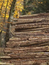 Large pile of logs in autumn forest, Borken, Münsterland, Germany