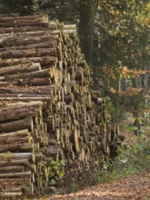 Stacked logs in the forest, surrounded by autumnal nature, Borken, Münsterland, Germany