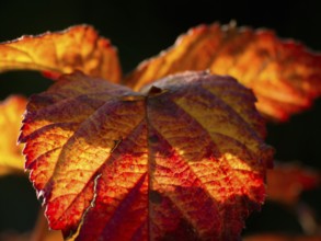 Close-up of colourful autumn leaves in warm light, Borken, Münsterland, Germany