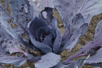Close-up of a purple cabbage with textured, corroded leaves, Borken, Münsterland, Germany