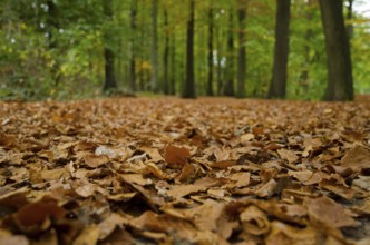 Close-up of autumn leaves completely covering the forest floor, Borken, Münsterland, Germany