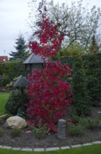 Tall maple tree with red leaves in a garden, Borken, Münsterland, Germany