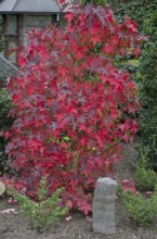 Maple tree with bright red leaves in a garden, Borken, Münsterland, Germany