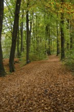 Autumn forest path covered with colourful leaves, Borken, Münsterland, Germany