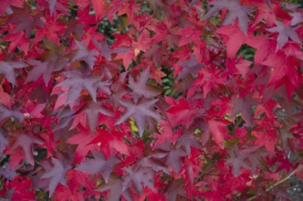 Red maple leaves form an intensely coloured pattern, Borken, Münsterland, Germany