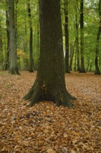 Tree trunk in autumn forest surrounded by fallen leaves, Borken, Münsterland, Germany