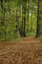 Autumnal path in the forest, covered with fallen leaves and surrounded by trees, Borken,