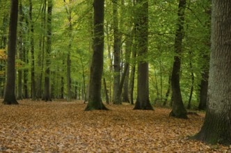 Quiet forest in autumn with deciduous soil and green leaves on the trees, Borken, Münsterland,