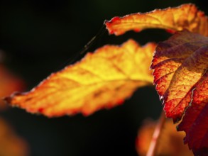 Close-up of bright red autumn leaves in warm light, Borken, Münsterland, Germany