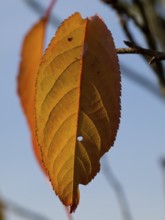 A single brown leaf on a branch illuminated by sunlight, Borken, Münsterland, Germany