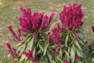Pink celosia flowers with green leaves in a garden, Agra, Jodhpur, Rajasthan, North India