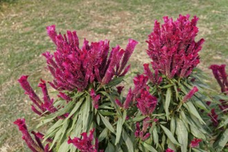 Pink celosia flowers with green leaves in a garden, Agra, Jodhpur, Rajasthan, North India