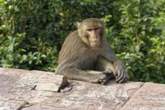 A monkey sits quietly on a stone, surrounded by green leaves, Agra, Jodhpur, Rajasthan, North India
