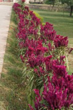 Row of pink celosia flowers along a garden path, Agra, Jodhpur, Rajasthan, North India