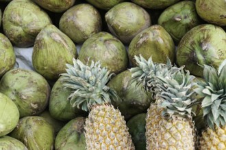 Kota, Rajasthan, North India, Asia, Green, unripe coconuts and several pineapples with green