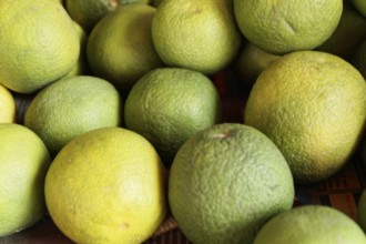 Kota, Rajasthan, North India, Asia, Green-yellow oranges in various stages of ripeness, lying close