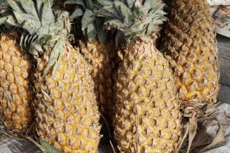Kota, Rajasthan, North India, Asia, pineapple fruit with rough, yellow skin and green leaves,