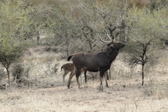 Ranthambhore Tiger Reserve, Sawai Madhopur, Kota, Rajasthan, North India, Asia, Deer with antlers