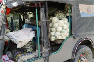 Sawai Madhopur, Kota, Rajasthan, North India, Asia, Open van full of cauliflower heads and other