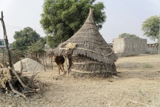 Sawai Madhopur, Kota, Rajasthan, North India, Asia, Rural scene with a thatched hut and a tethered