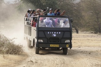 Ranthambhore Tiger Reserve, Sawai Madhopur, Kota, Rajasthan, North India, Asia, Safari vehicle full