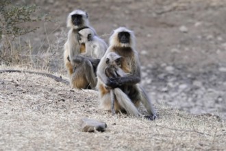 Ranthambhore Tiger Reserve, Sawai Madhopur, Kota, Rajasthan, North India, Asia, Monkey family