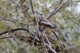 Ranthambhore Tiger Reserve, Sawai Madhopur, Kota, Rajasthan, North India, Asia, Bird sitting hidden