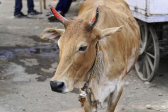 Kota, Rajasthan, North India, Asia, Brown cow with bell and red horns in urban environment, India
