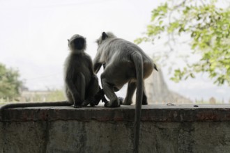 Two monkeys interacting on a wall with blurred background, Kota, Rajasthan, North India, India