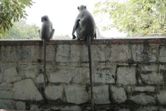 Kota, Rajasthan, North India, Asia, Two monkeys sitting on a wall and looking at the surroundings,