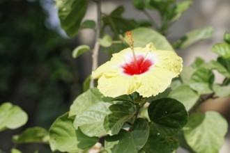 Kota, Rajasthan, North India, Asia, Yellow hibiscus flower with red centre and green leaves in the