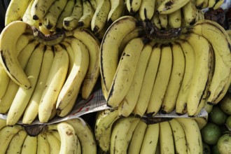 Kota, Rajasthan, North India, Asia, Banana clusters on a fruit stand, bright yellow and ripe, India