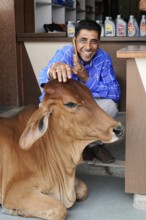 Kota, Rajasthan, North India, Asia, Smiling man stroking a sitting brown cow inside, India