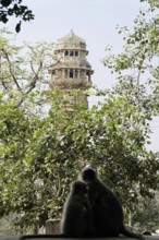 Kota, Rajasthan, North India, Asia, Two monkeys in silhouette in front of a tower and lush