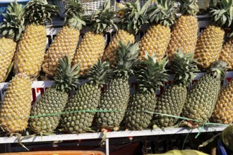 Udaipur, Rajasthan, North India, India, Asia, Several pineapples in yellow and green offered for