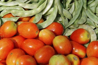 Udaipur, Rajasthan, North India, Asia, Fresh tomatoes and green beans lying side by side on a