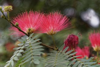 Two pink flowers in close-up, emphasising the details of nature, Agra, Jodhpur, Rajasthan, North