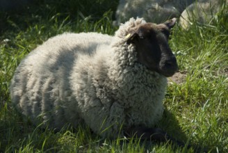 Dark-faced sheep lying relaxed on a green meadow, südlohn, westphalia, germany