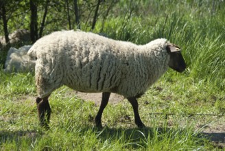 Sheep running across a green meadow in the sunshine, südlohn, westphalia, germany