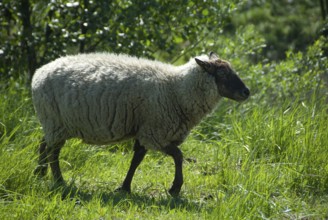 A sheep on a green meadow, surrounded by trees and sunshine, südlohn, westphalia, germany