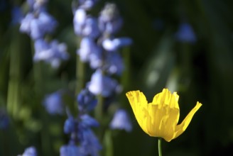 A yellow flower in focus, accompanied by blurred blue flowers in the background, südlohn,