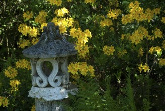 Japanese stone lantern surrounded by yellow flowers in the garden, südlohn, westphalia, germany
