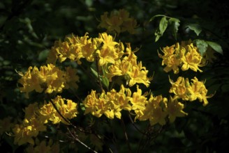 Bright yellow flowers stand out against a dark background, südlohn, westphalia, germany
