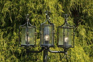 Three illuminated lanterns in front of a dense green tree, südlohn, westphalia, germany
